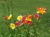 Lilies 13.jpg