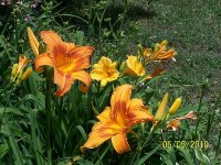 Lilies 14.jpg