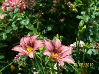 Lilies 15.jpg