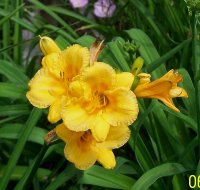 Lily 7.jpg