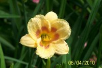 Lily 9.jpg
