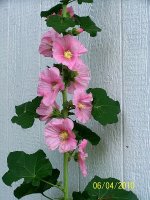 Hollyhock pk 2.jpg
