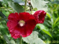 Hollyhock red 2.jpg
