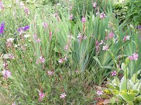 Butterfly Whirly 1.jpg