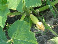 tiny squash.jpg