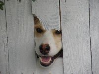 here's moochie.jpg