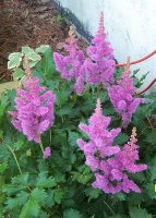 Astilbe pk 5.jpg