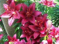 Lilies burg 4.jpg