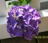Hydrangea purple 1.jpg