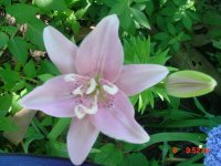 Flowers -10 007.JPG