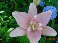 Flowers -10 008.JPG