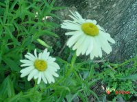 Flowers -10 006.JPG