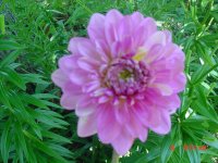 Flowers -10 005.JPG