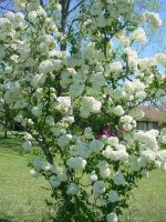 Flowers -10 003.JPG