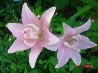 Flowers -10 001.JPG