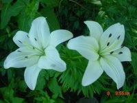 Flowers -10 010.JPG