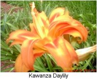 gardening020.JPG