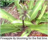 gardening026.JPG