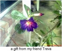 gardening033.JPG