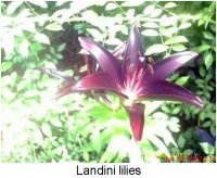 gardening018.JPG