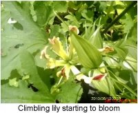 gardening022.JPG