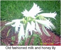 gardening029.JPG