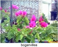 gardening032.JPG