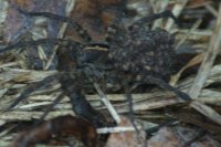 Spider baby momma 2.jpg