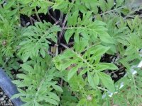 unknown foliage.jpg