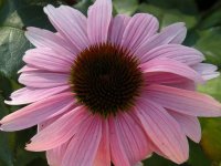 coneflower.jpg