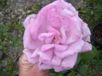 all pictures 013.jpg