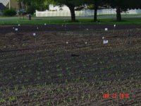 field-of-flags.jpg