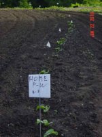 pumpkin-row.jpg