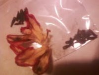 daylily.jpg