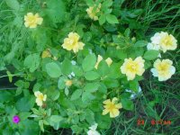 Flowers -10 002.JPG