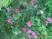 Flowers -10 006.JPG