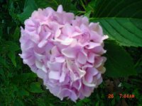 Flowers -10 008.JPG