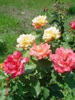 Flowers -10 010.JPG