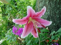 Flowers -10 004.JPG