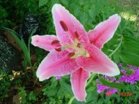 Flowers -10 005.JPG