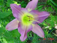 Flowers -10 009.JPG