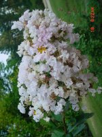 Flowers -10 004.JPG