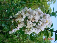 Flowers -10 005.JPG