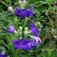 Balloon Flower 1.jpg
