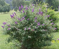 Butterfly Bush 2.jpg