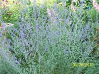 Russian Sage 1.jpg