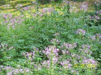 Cleome 1.jpg