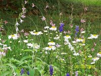 Flower bed mixed 1.jpg