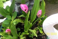 Calla Lily 2.jpg