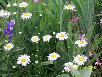 Daisies 1.jpg